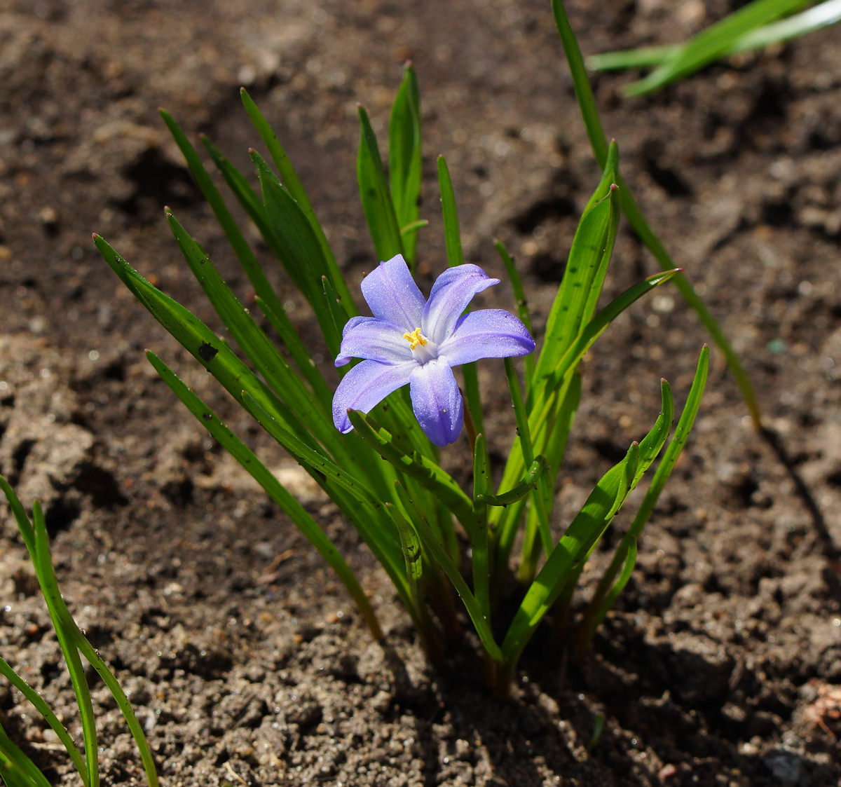 Image of Chionodoxa luciliae specimen.