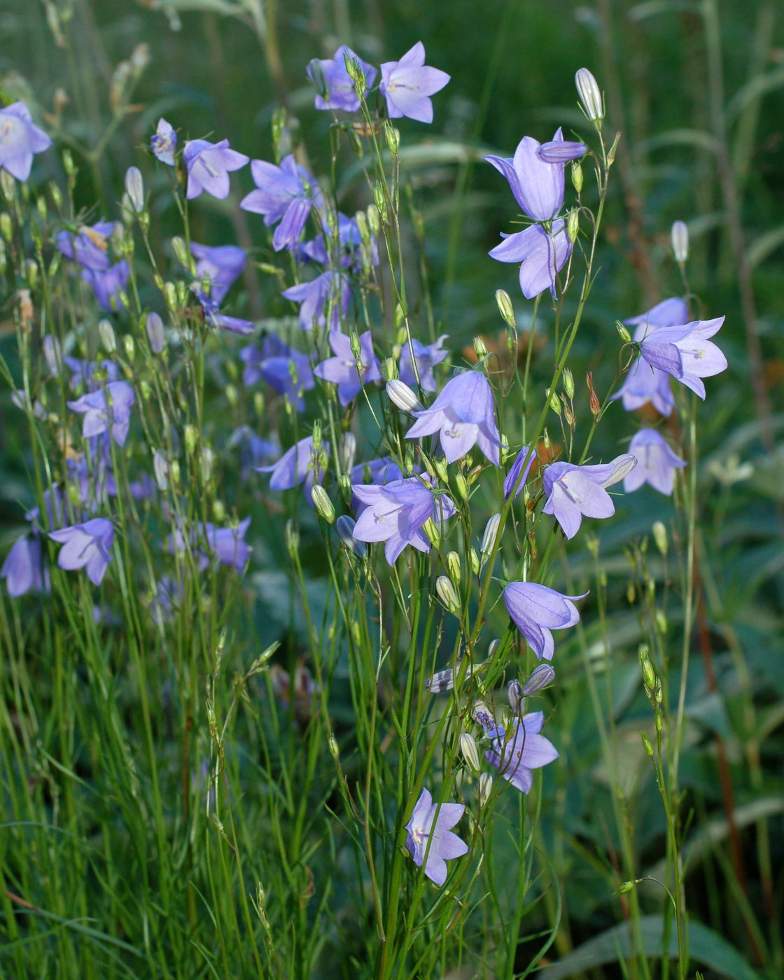 Image of Campanula rotundifolia specimen.