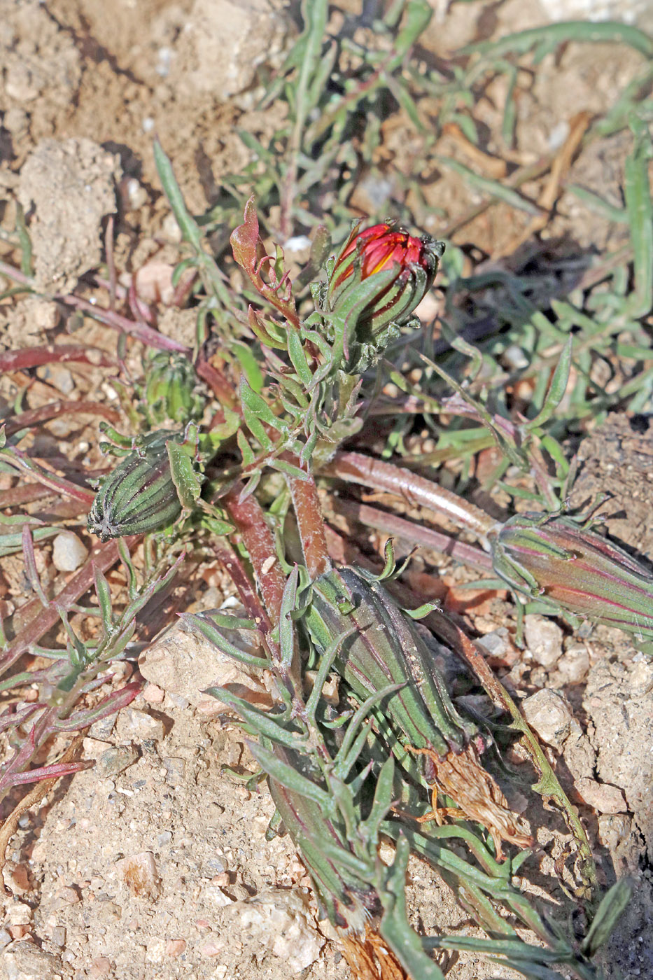 Image of Taraxacum pseudominutilobum specimen.