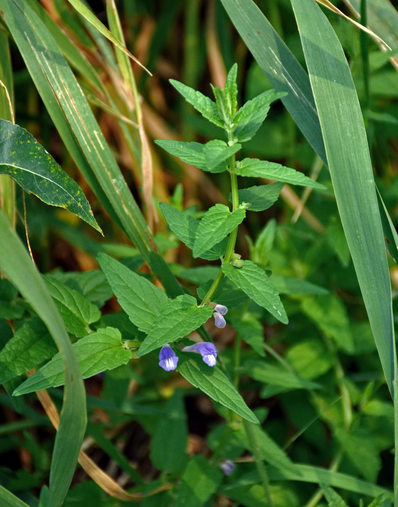 Image of Scutellaria galericulata specimen.