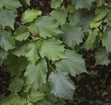 Corylus colurna