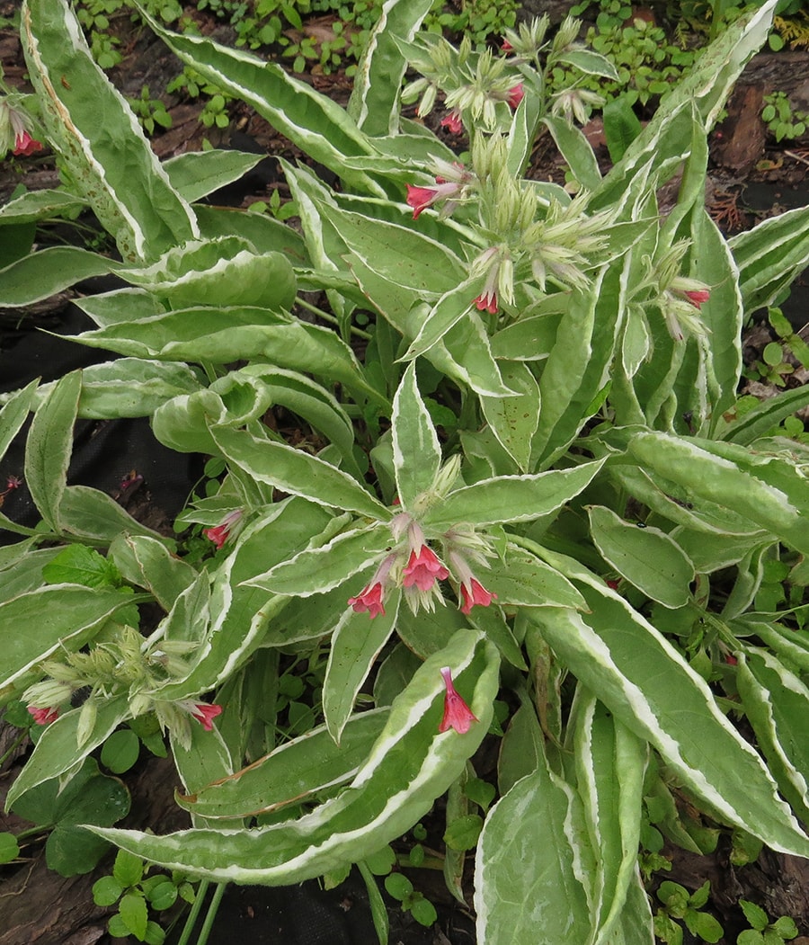 Image of Pulmonaria rubra specimen.