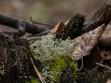 Cladonia arbuscula