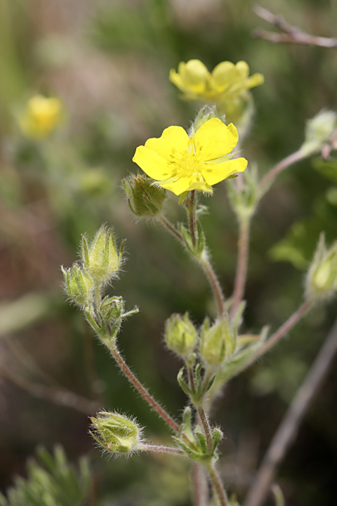 Изображение особи Potentilla soongorica.