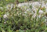 Plantago sempervirens. Цветущие растения. Испания, автономное сообщество Каталония, провинция Барселона, комарка Бергеда, муниципалитет Сальдес, подножие горы Педрафорка, окр. смотр. площадки \"Гресолет\", 1557 м н.у.м., подножие осыпи. 16.05.2021.