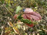 Agrimonia eupatoria