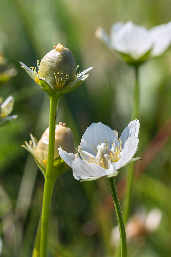 Изображение особи Parnassia palustris.