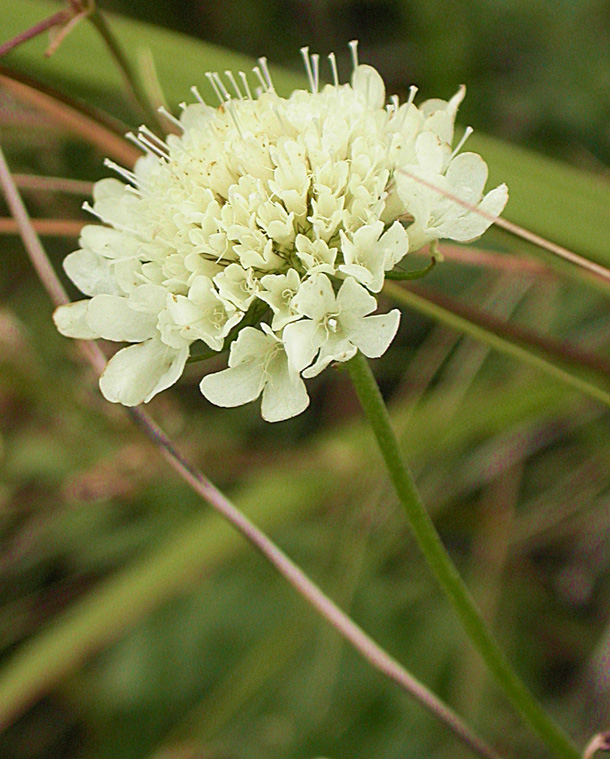 Image of Scabiosa ochroleuca specimen.