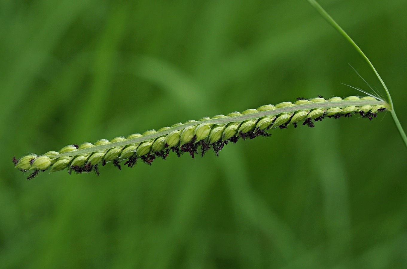 Image of Paspalum dilatatum specimen.