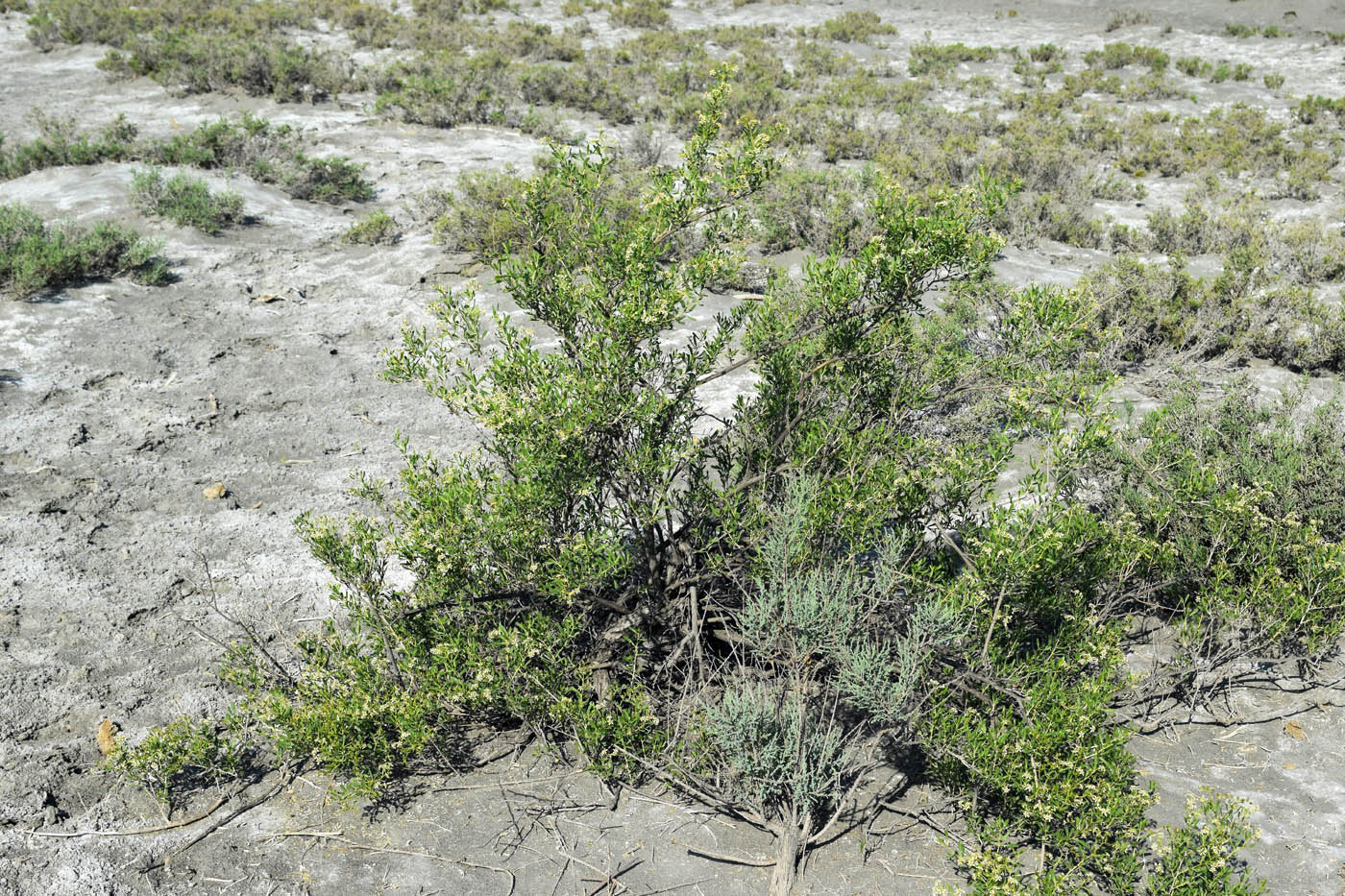 Image of Nitraria schoberi specimen.