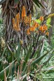 Aloe brevifolia