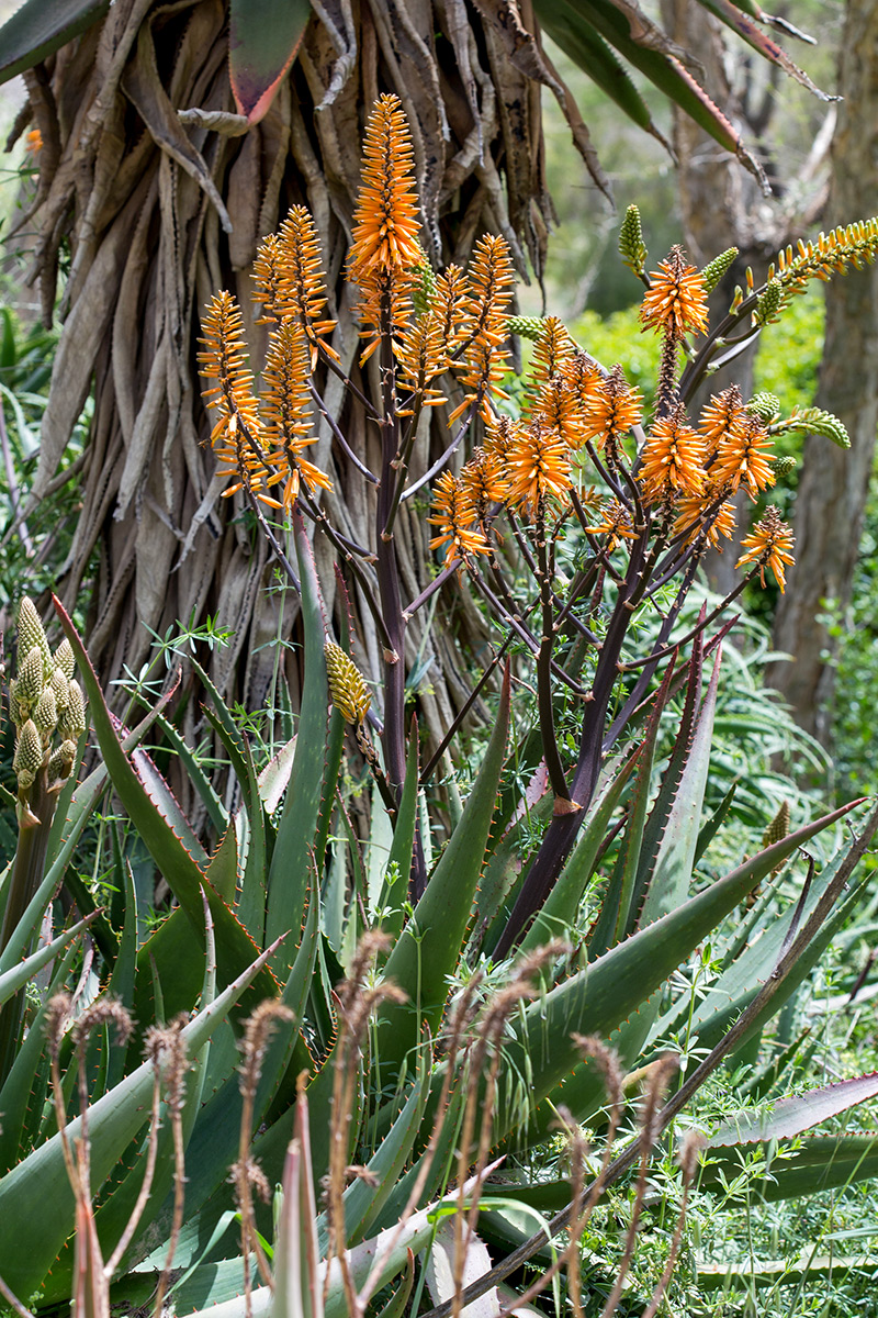 Image of Aloe brevifolia specimen.