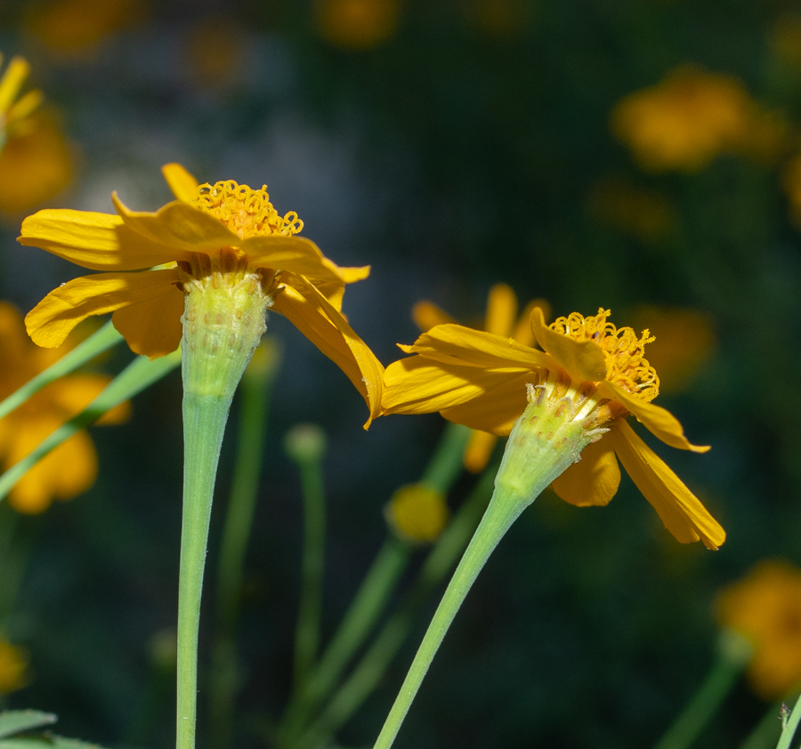 Image of Tagetes lemmonii specimen.