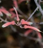 Aloe karasbergensis