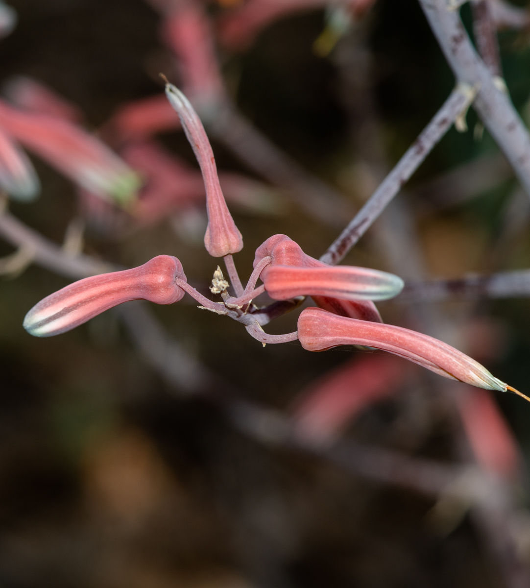 Изображение особи Aloe karasbergensis.