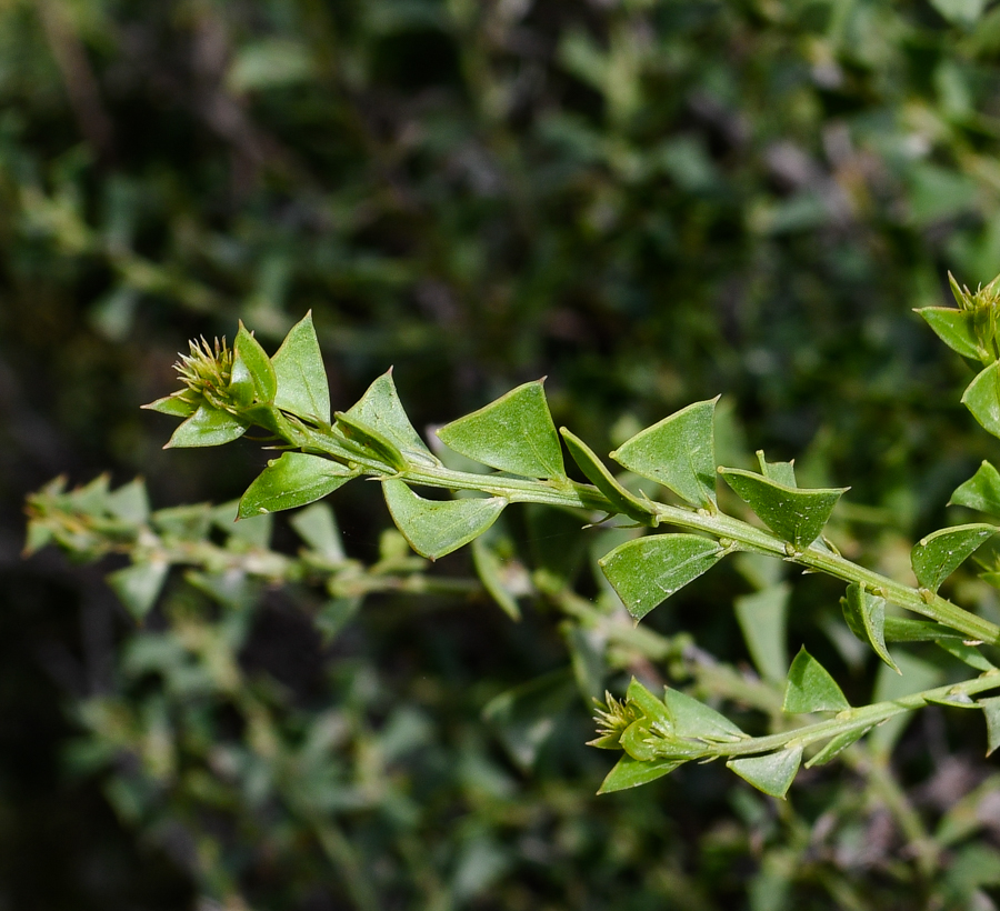 Изображение особи Acacia truncata.