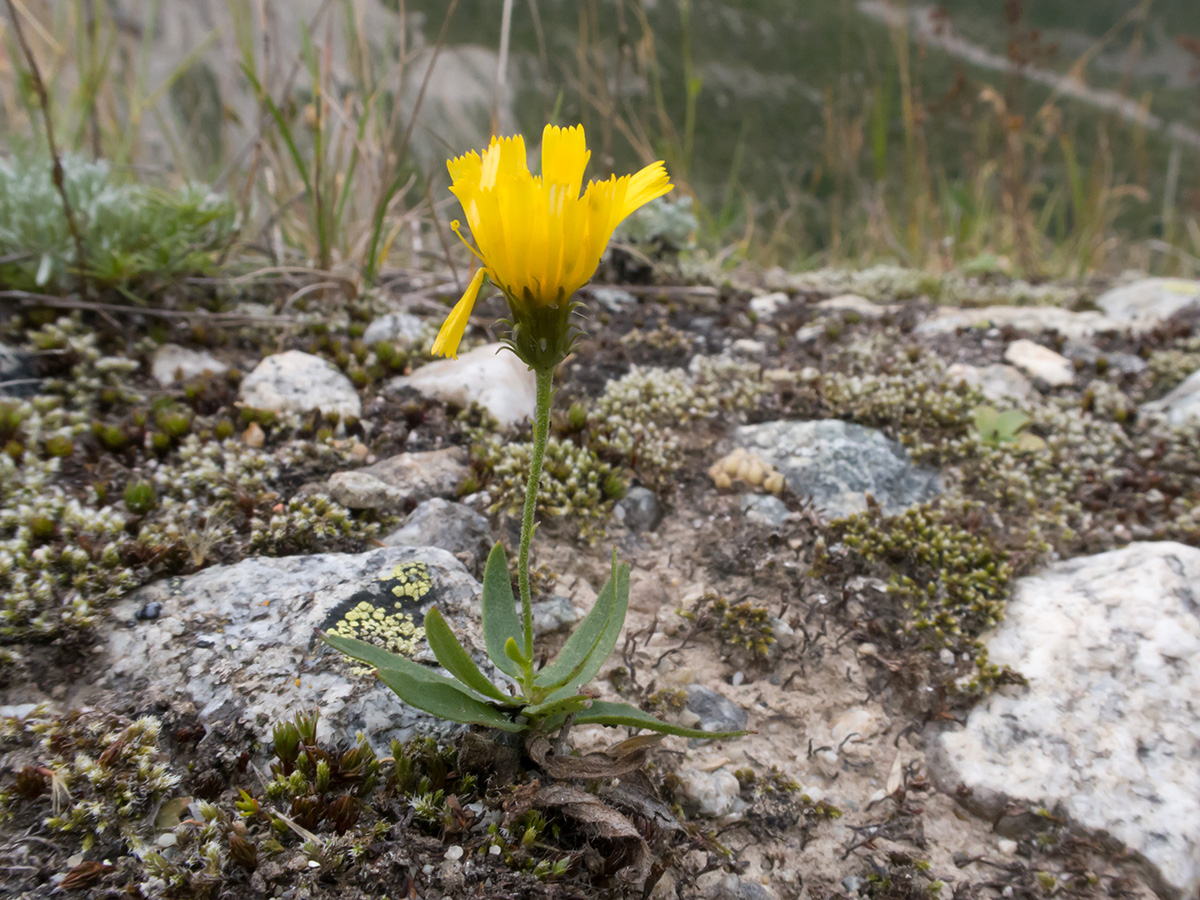 Image of genus Hieracium specimen.