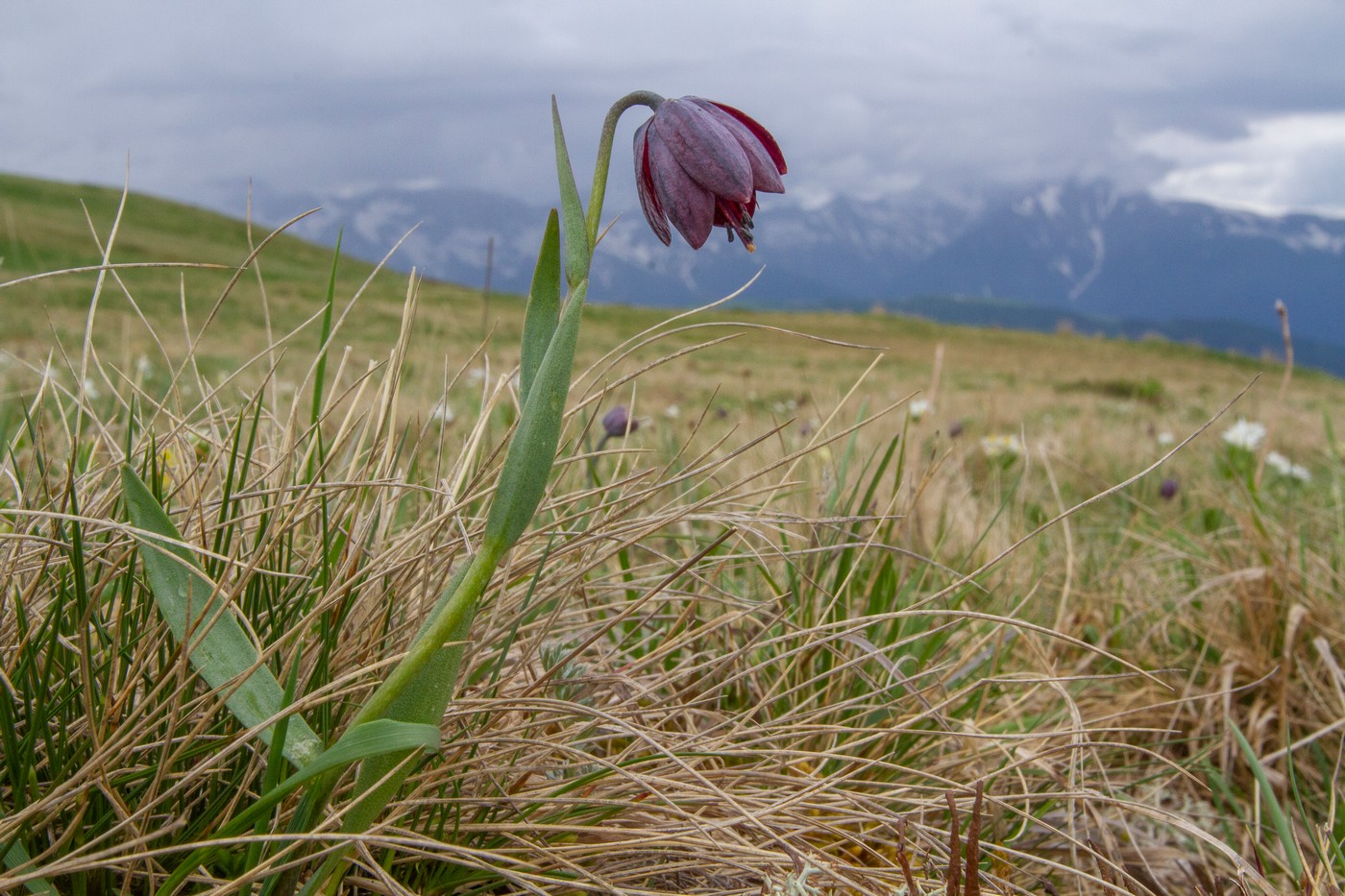 Image of genus Fritillaria specimen.