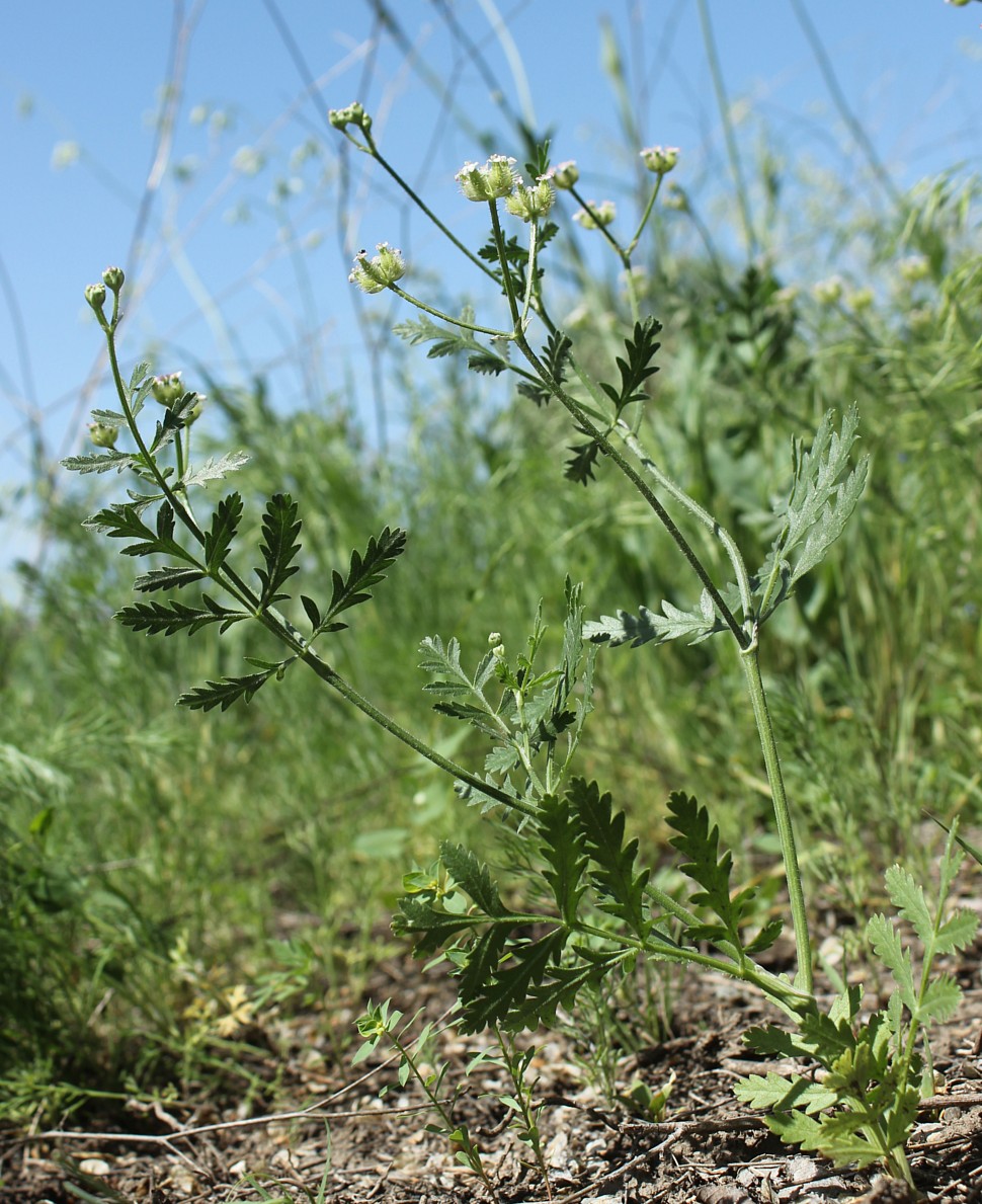 Изображение особи Turgenia latifolia.