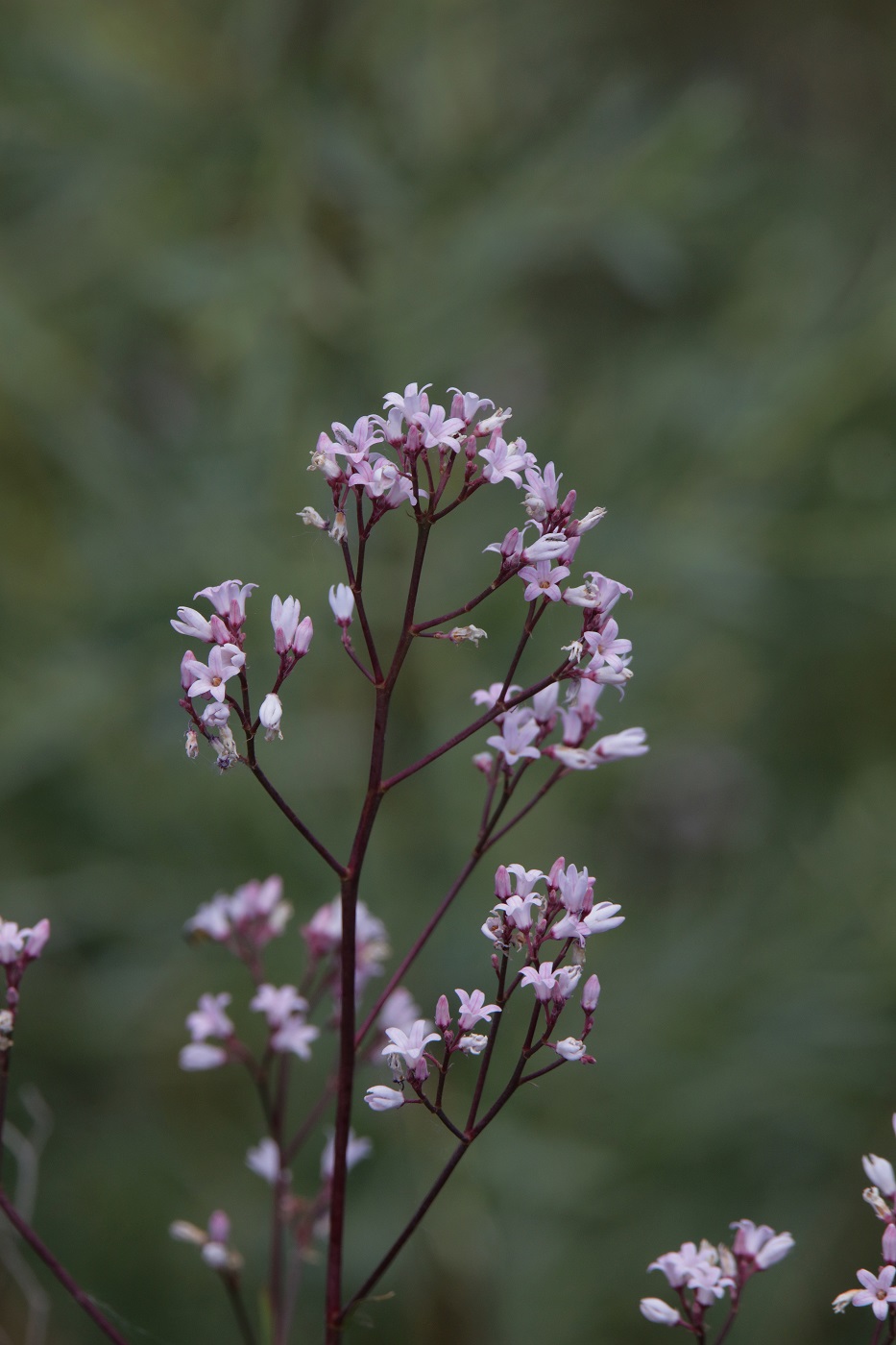 Image of Trachomitum lancifolium specimen.