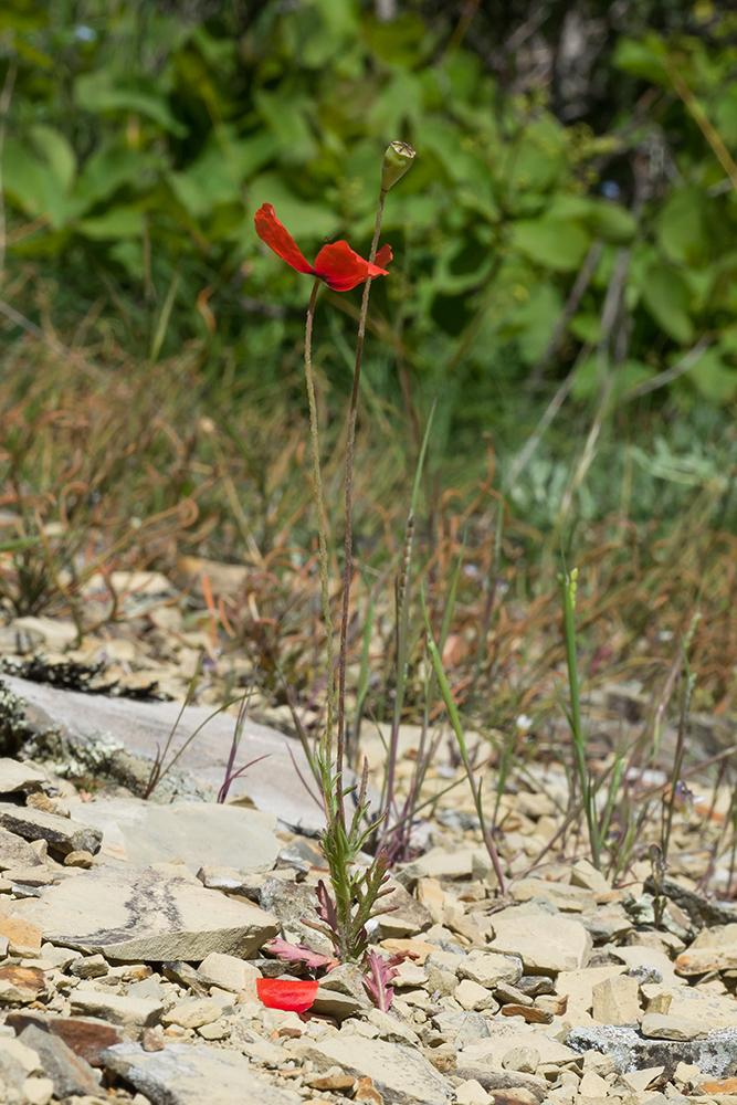 Изображение особи Papaver laevigatum.