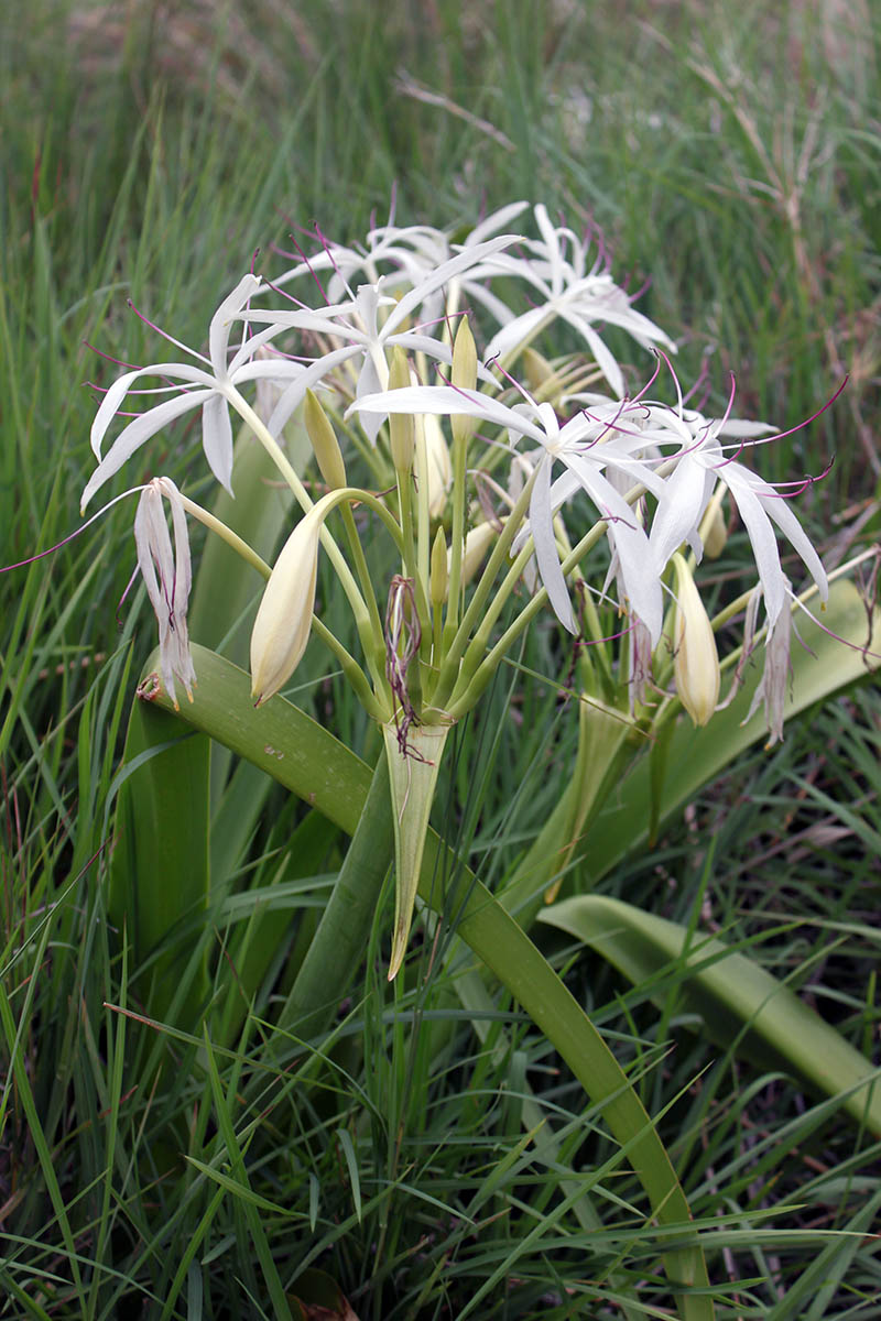 Image of Crinum asiaticum specimen.