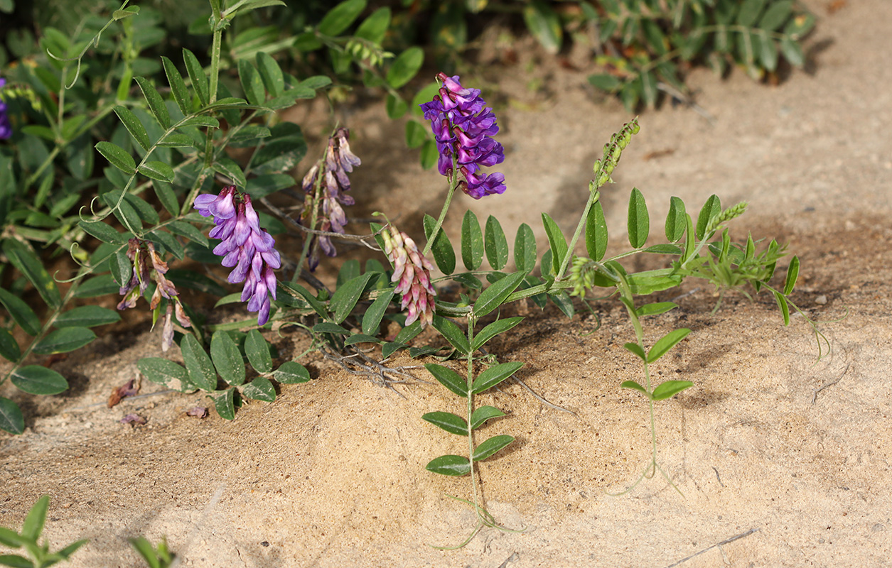 Image of Vicia amoena specimen.