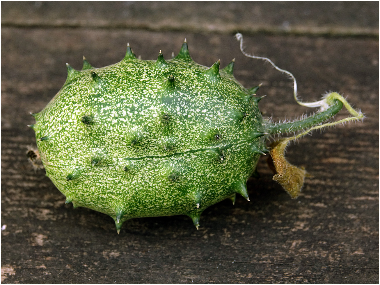 Изображение особи Cucumis metulifer.