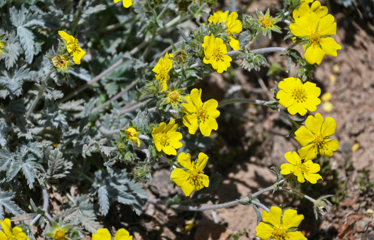 Изображение особи Potentilla hololeuca.