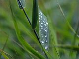 Phragmites australis