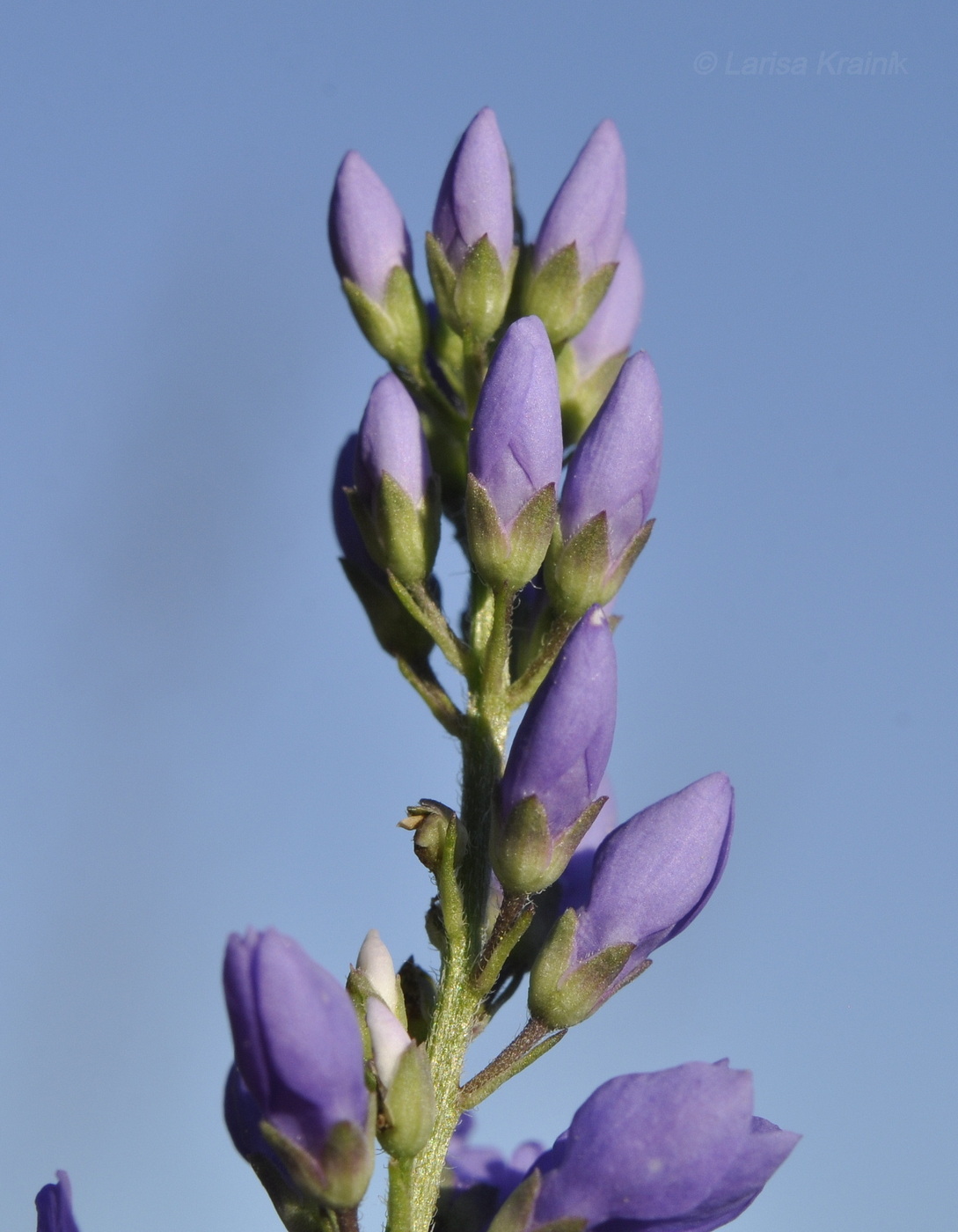 Image of Veronica linariifolia specimen.