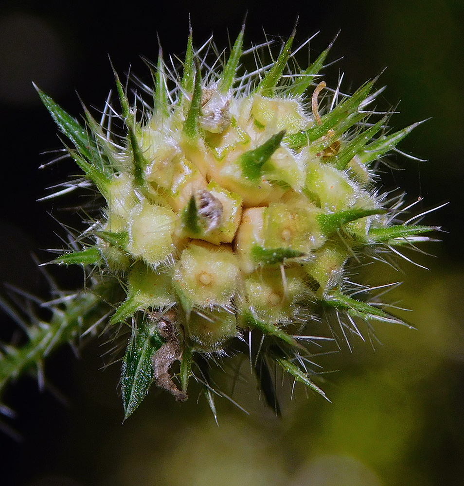 Image of Dipsacus pilosus specimen.