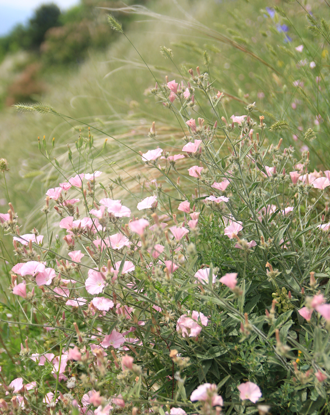 Image of Convolvulus cantabrica specimen.