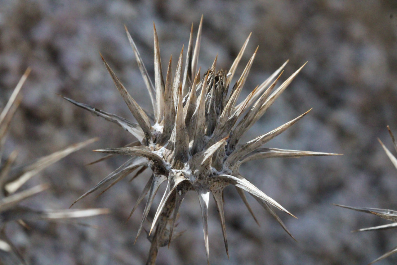 Image of Cousinia glabriseta specimen.