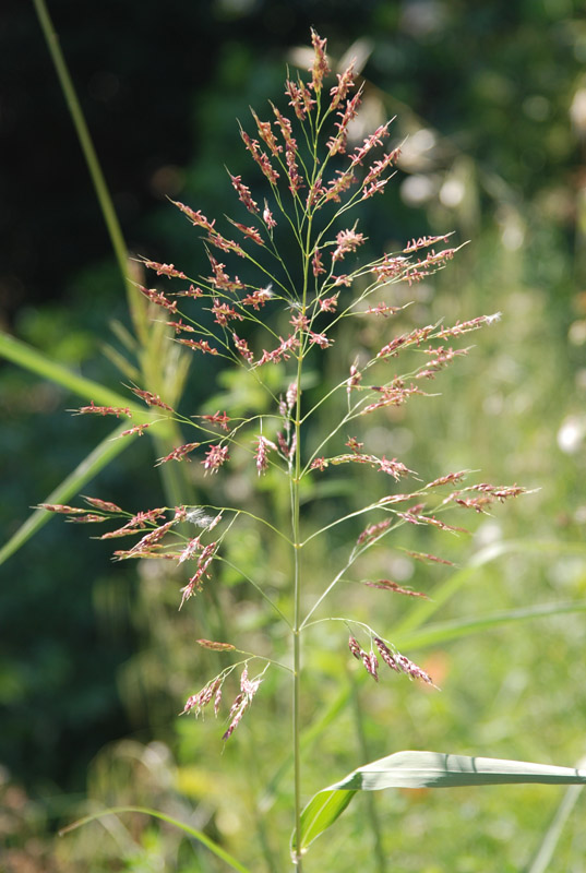 Image of genus Sorghum specimen.