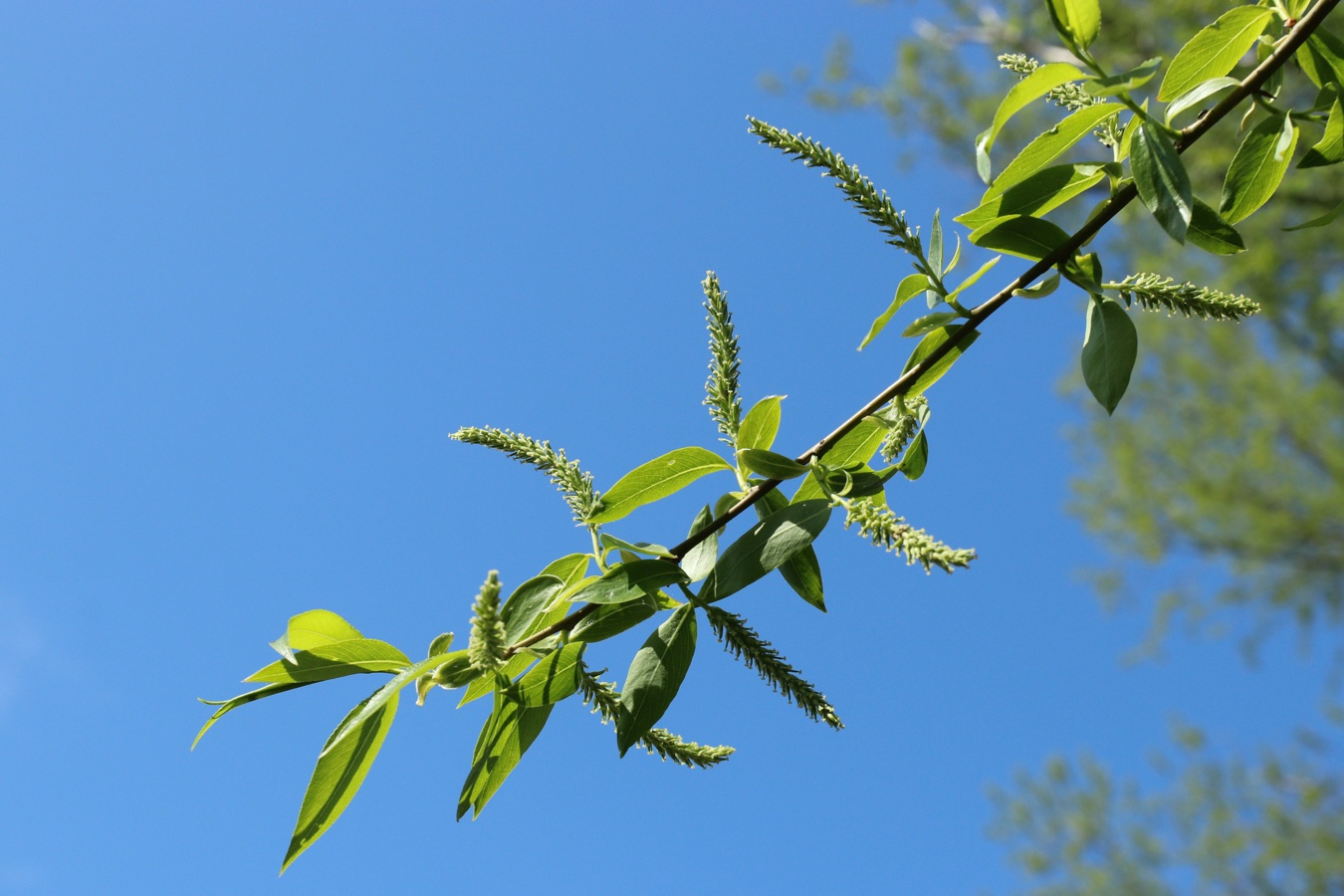 Image of Salix euxina specimen.