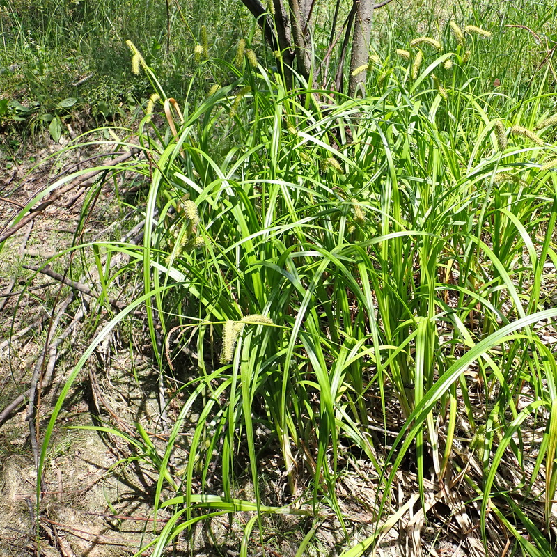 Изображение особи Carex rhynchophysa.