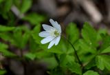 Anemone altaica. Цветок. Хакасия, Орджоникидзевский р-н, верховья р. Правая Сарала, опушка смешанного леса. 08.06.2022.