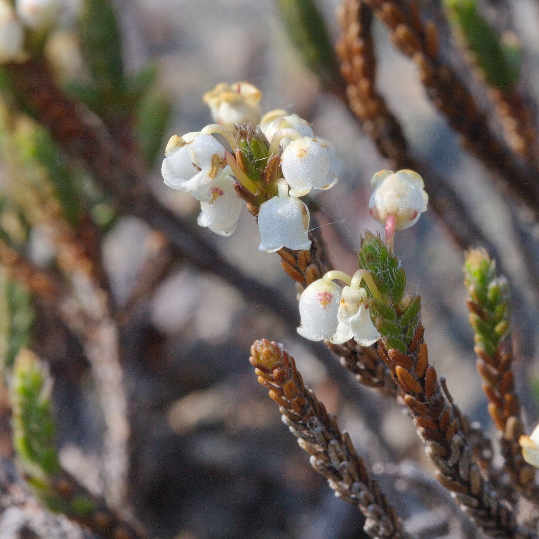 Image of Cassiope ericoides specimen.