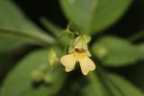 Impatiens parviflora. Цветок. Томская обл., г. Томск, обочина дороги. 21.07.2023.