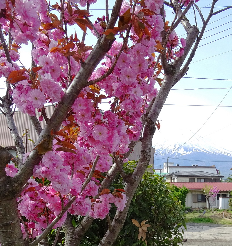 Изображение особи Prunus serrulata.