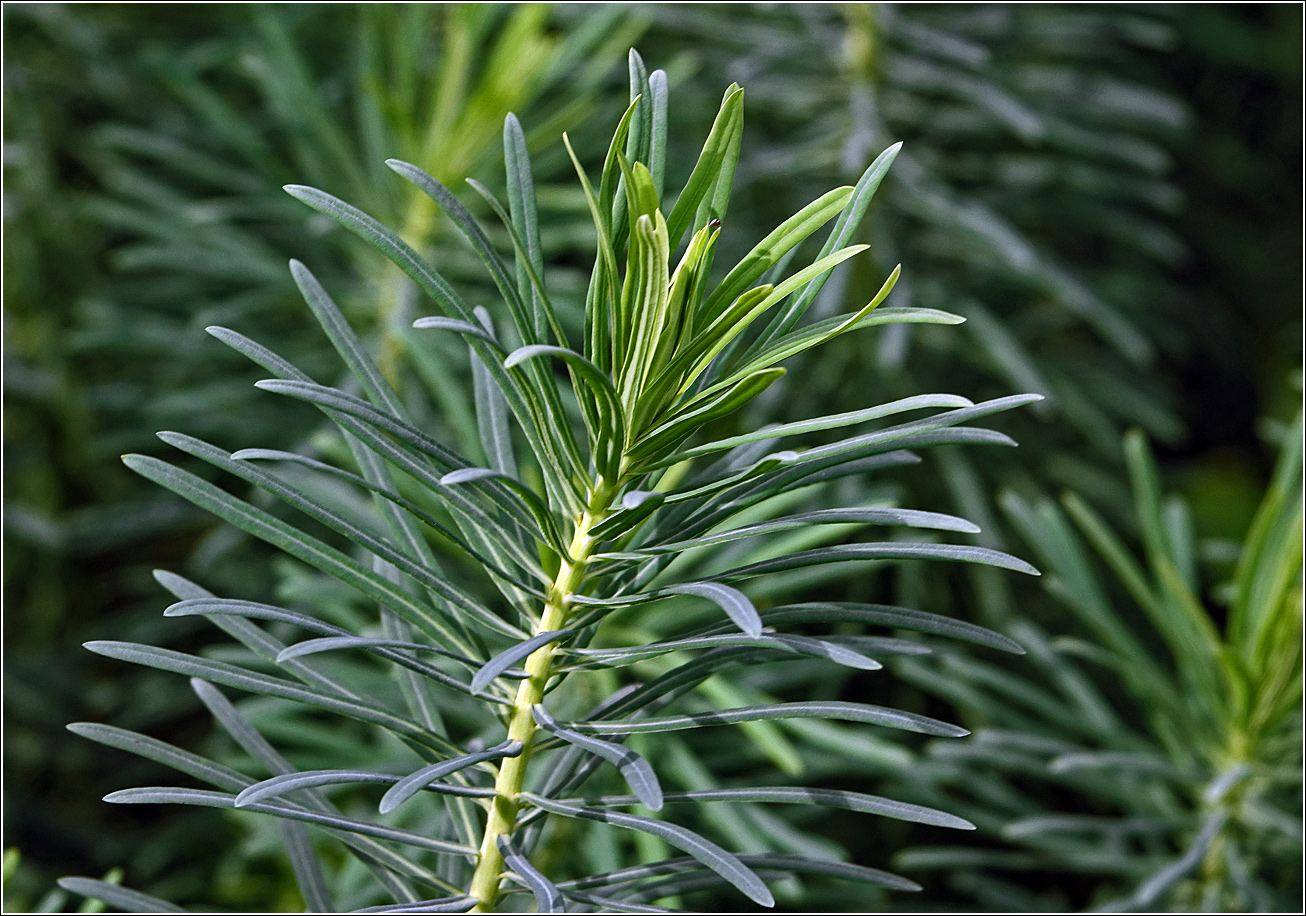 Изображение особи Euphorbia cyparissias.