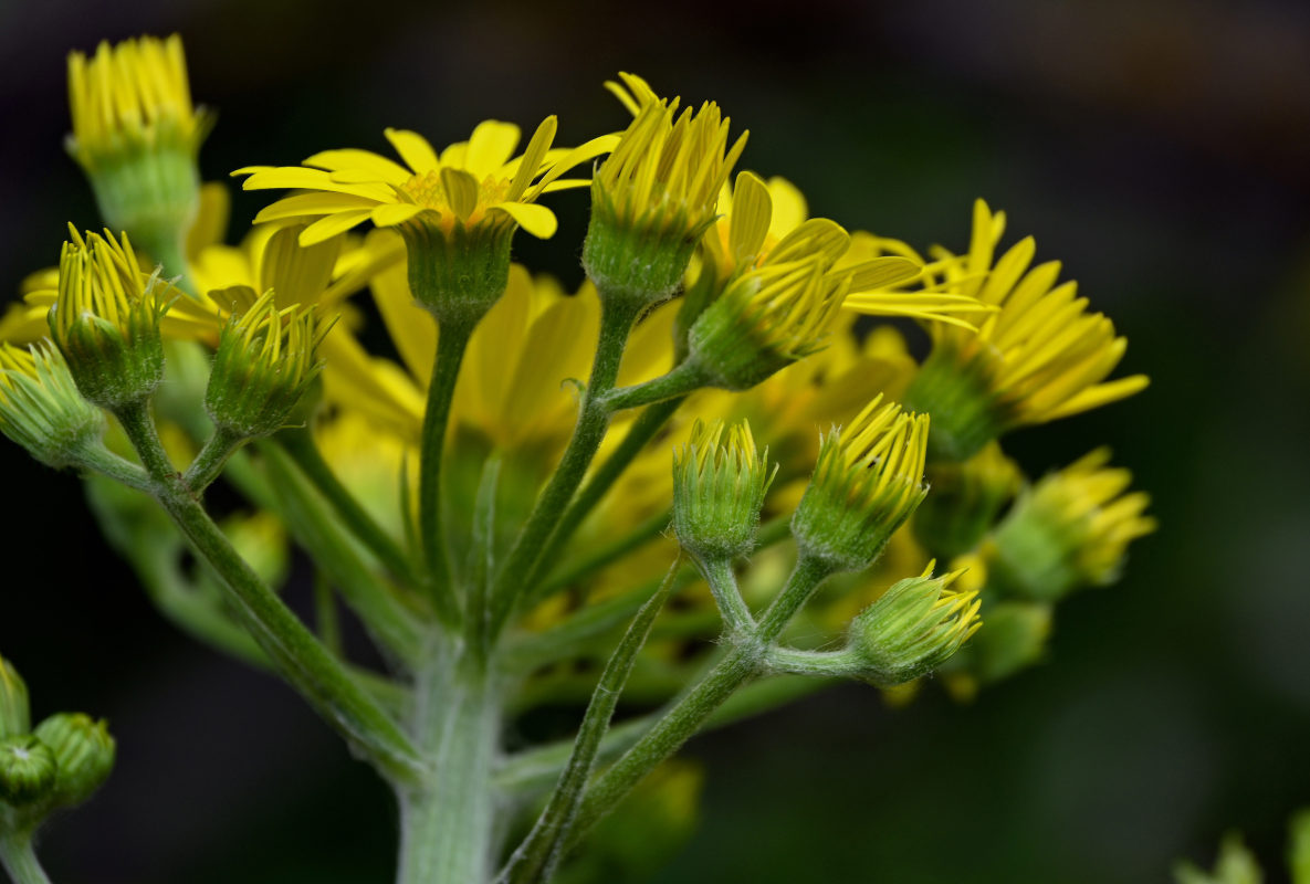 Изображение особи Tephroseris cladobotrys.