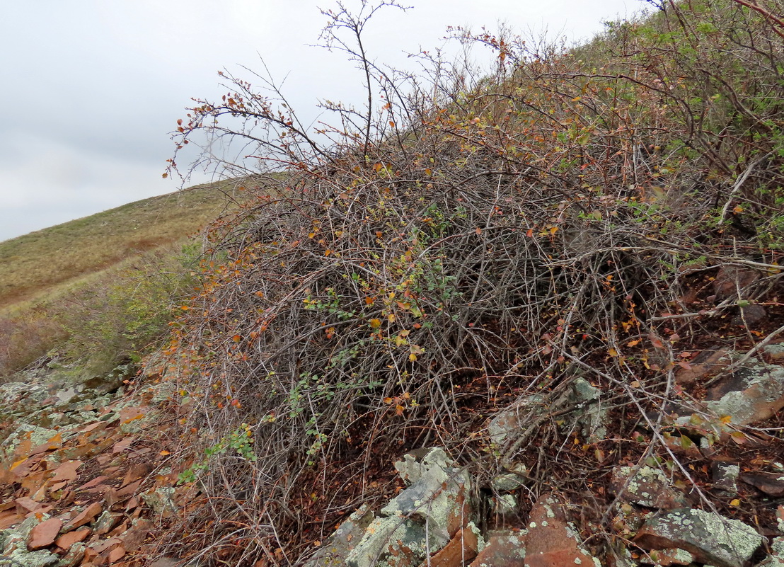 Image of Ribes saxatile specimen.