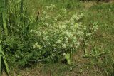 Galium album