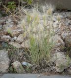 Hordeum jubatum