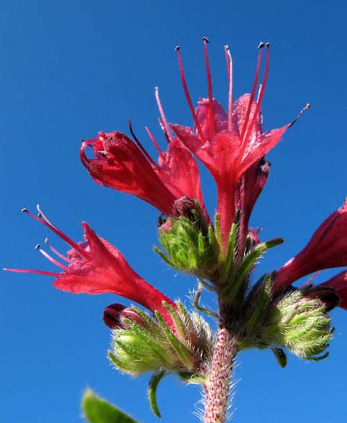 Image of Echium russicum specimen.