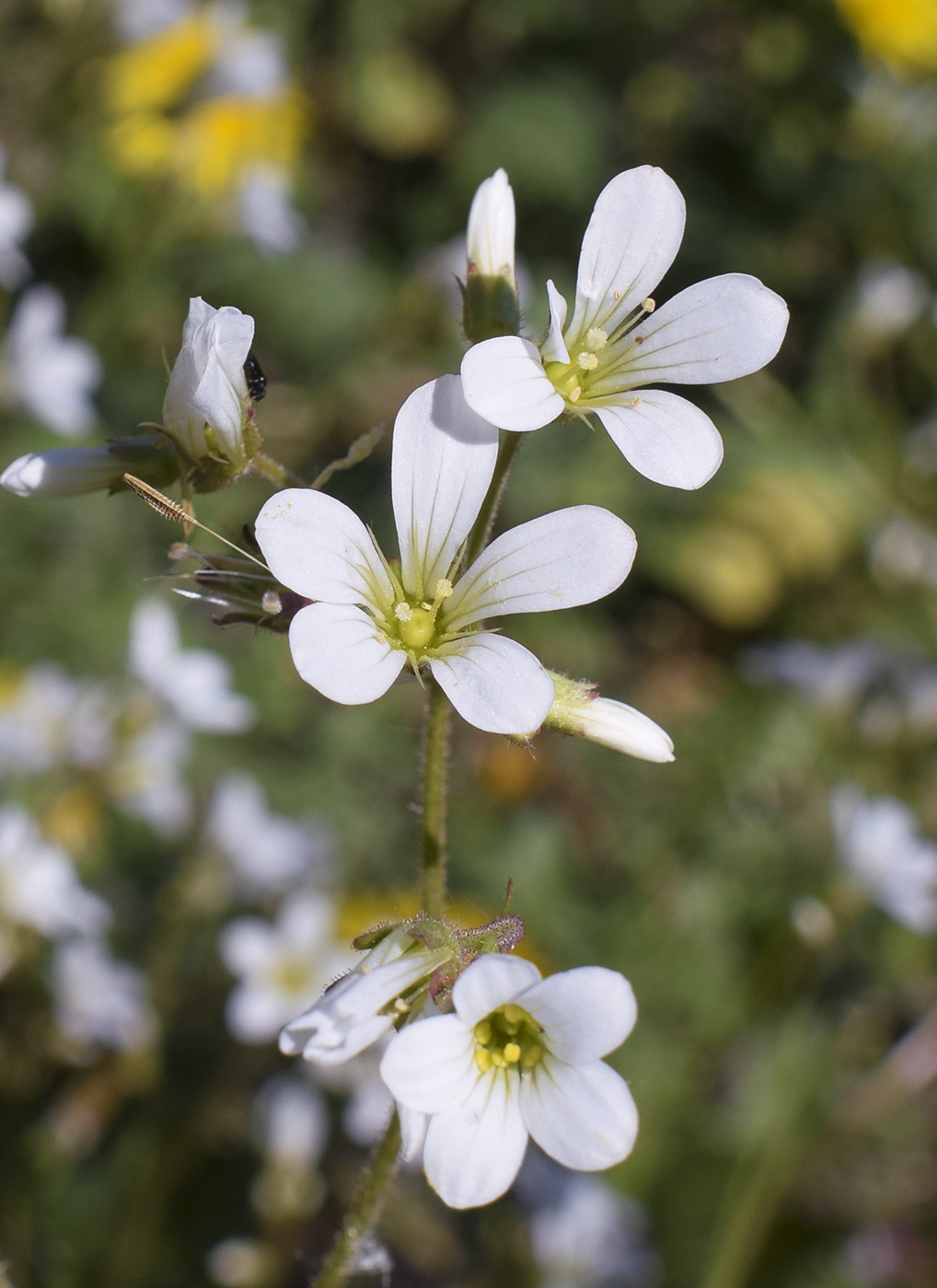 Image of Saxifraga granulata specimen.