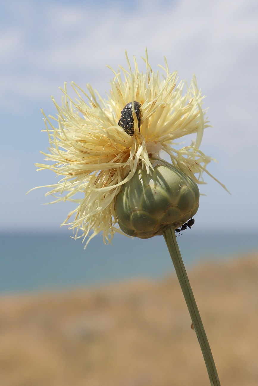 Изображение особи Rhaponticoides taliewii.