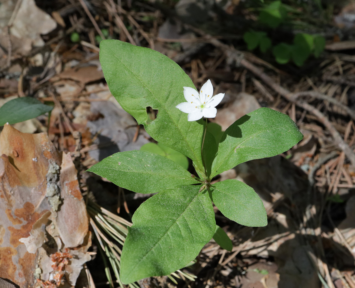 Изображение особи Trientalis europaea.